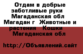 Отдам в добрые заботливые руки  - Магаданская обл., Магадан г. Животные и растения » Кошки   . Магаданская обл.